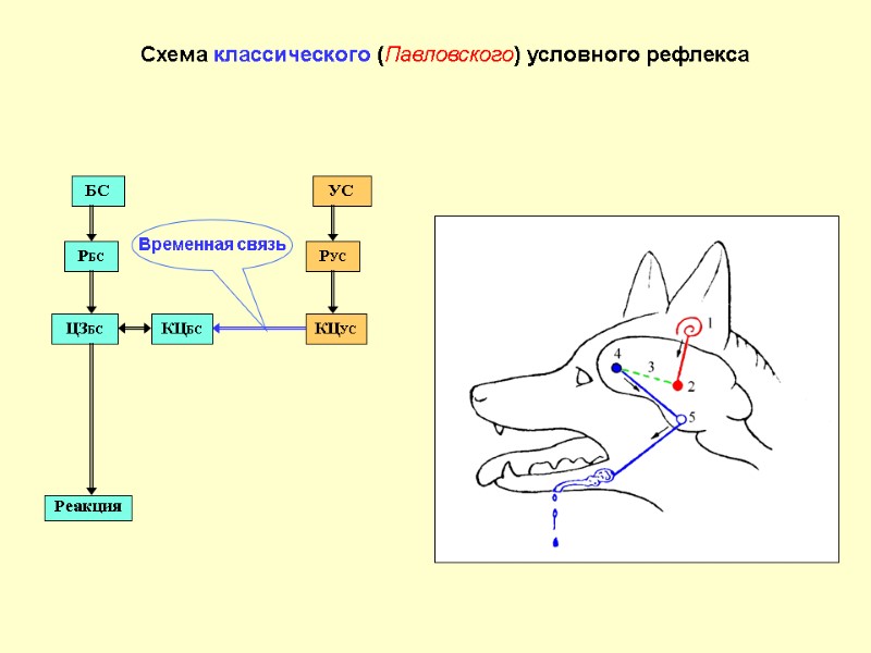 Схема классического (Павловского) условного рефлекса